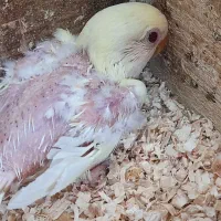 یه جفت برزیلی مولد با جوجه