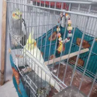 عروس هلندی|پرنده|رامشیر, |دیوار