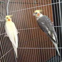 عروس هلندی|پرنده|شهریار, شهریار|دیوار