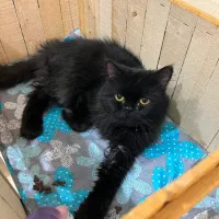 گربه پرشین یکساله