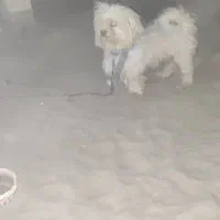 سگ شیتزو|سگ|کهنوج, |دیوار