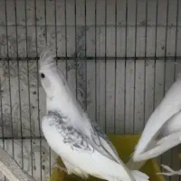 عروس هلندی دوکت البینو|پرنده|بندرعباس, |دیوار