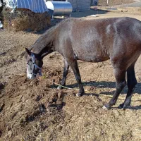 اسب جوان 2سن دارد