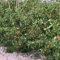 فروش زمین پسته ای مرغوب|فروش دفتر صنعتی، کشاورزی، تجاری|شهر بابک, |دیوار