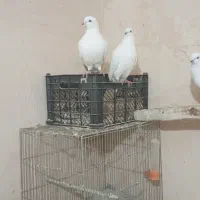 نروماده هردو آماده|پرنده|آذرشهر, |دیوار