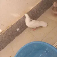 کفتر سرور یه جفت ویه نر فروشی|پرنده|پاکدشت, شهرک امام رضا|دیوار