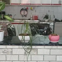 گلدان سرامیکی و گل طبیعی|گل و گیاه طبیعی|قم, زنبیل آباد|دیوار