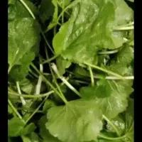 چوچاق و پونه در تالش تمیز و پاک شده خشک