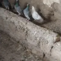 گمشده حدود بیست روز پیش