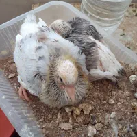 کفتر گم شده