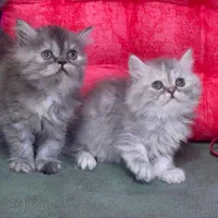 شهر گربه های بانمک ( پرشین اسکاتیش بریتیش )|گربه|شیراز, دروازه اصفهان|دیوار