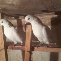 کبوتر کبکی گرفتنی|پرنده|تهران, شمیران‌نو|دیوار