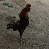 مرغ خروس