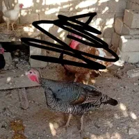 بوقلمون ماده