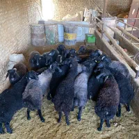 بره نر چاق|حیوانات مزرعه|جوادآباد, |دیوار