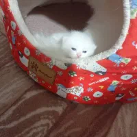 گربه پرشین ماده گمشده مژدگانی‌خوبی میدم بچه داره