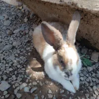 خرگوش