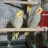 عروس هلندی بالغ و جوجه|پرنده|چهاردانگه (تهران), |دیوار