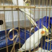 عروس هلندی|پرنده|زارچ, |دیوار