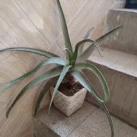 گل‌وگلدان‌گل‌وگیاه‌طبیعی9عددقیمت‌همه‌باهم‌450