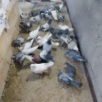 جفتی۴۵۰|پرنده|مشهد, بهمن|دیوار