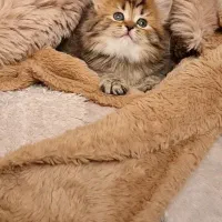 بچه گربه بریتیش گلدلانگهیر