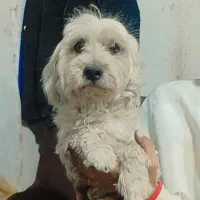 سگ پاکوتاه حرف گوش کن 2عدد|سگ|سمنان, |دیوار