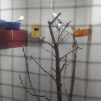 فنج پرستار ونرگسی