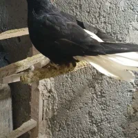 کبوتر دم سفید