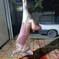 گوسفند زنده باقصاب شبانه روزی|حیوانات مزرعه|نسیمشهر, |دیوار