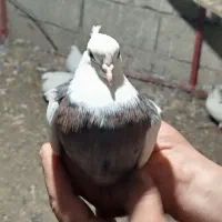 کبوتر|پرنده|ویلکیج, |دیوار