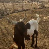 فروش‌چپش.نر‌اسراییلی|حیوانات مزرعه|شیراز, شهرک صنعتی شیراز|دیوار