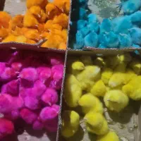 فروش عمده جوجه رنگی (کارتنی)