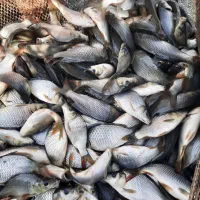 پخش و توزیع بچه ماهی خاویاری کپور قزل الا|ماهی|اصفهان, جوزدان الیادران|دیوار