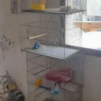 قفس پرنده