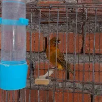 قناری سوخته مست