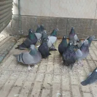 کبوتر پر