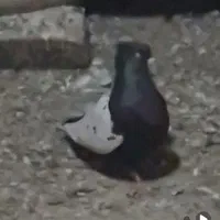 کبوتر باخت خورده