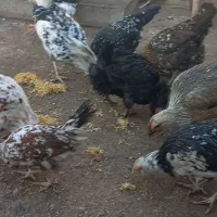 تخم مرغ نطفه دارگلین|حیوانات مزرعه|کرج, اخترآباد|دیوار