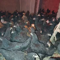 مرغ دورگ لاری کرچ شو