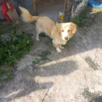 سگ پا کوتاه نر