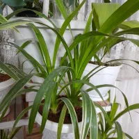 گل های طبیعی معاوضه