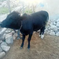 ***********|حیوانات مزرعه|یاسوج, |دیوار