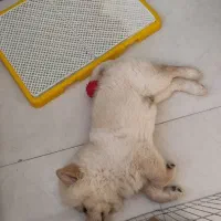 سگ چاو چاو|سگ|اصفهان, عمان سامانی|دیوار