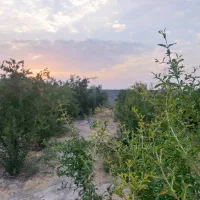 باغ شهری  شیراز۱۲۵۰ متر مربع شیراز|فروش زمین و ملک کلنگی|شیراز, محمودآباد|دیوار