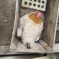 مرغ کرک که روتخم خوابیده