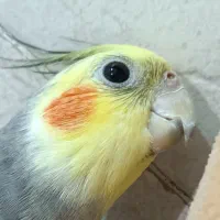 عروس هلندی|پرنده|آغاجاری, |دیوار