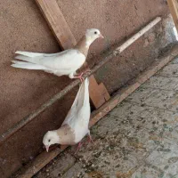 کفتر جوجه طوقی  کارتنی هفت‌رنگ|پرنده|مشهد, رباط طرق|دیوار