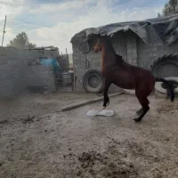 اسب مادیان|اسب و تجهیزات اسب‌سواری|فیروزآباد (فارس), |دیوار