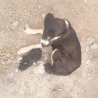 واگذاری سگ قدرجونی دهن پاک